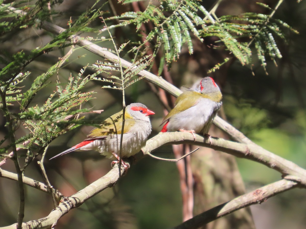 Краснобровая амадина - ML645202361