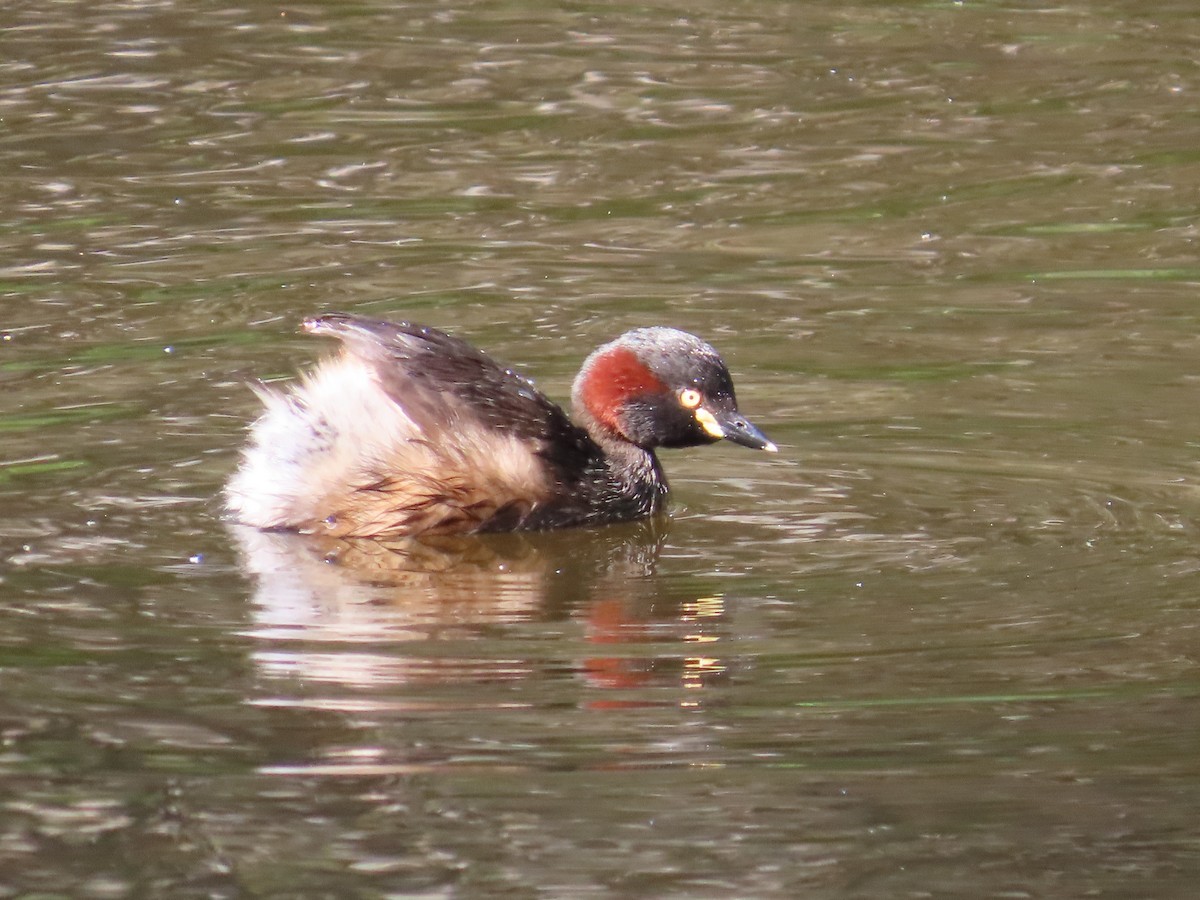Australasian Grebe - ML645202365