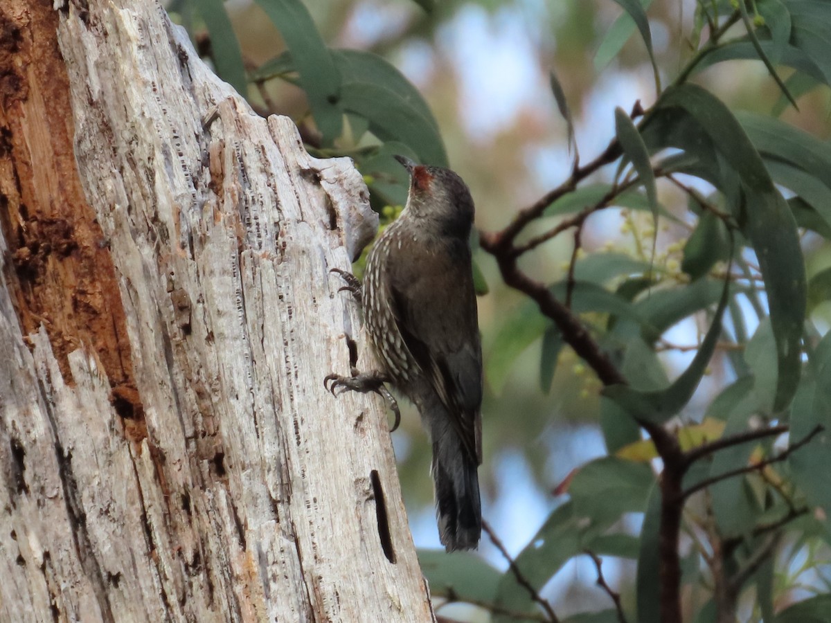 Red-browed Treecreeper - ML645202368