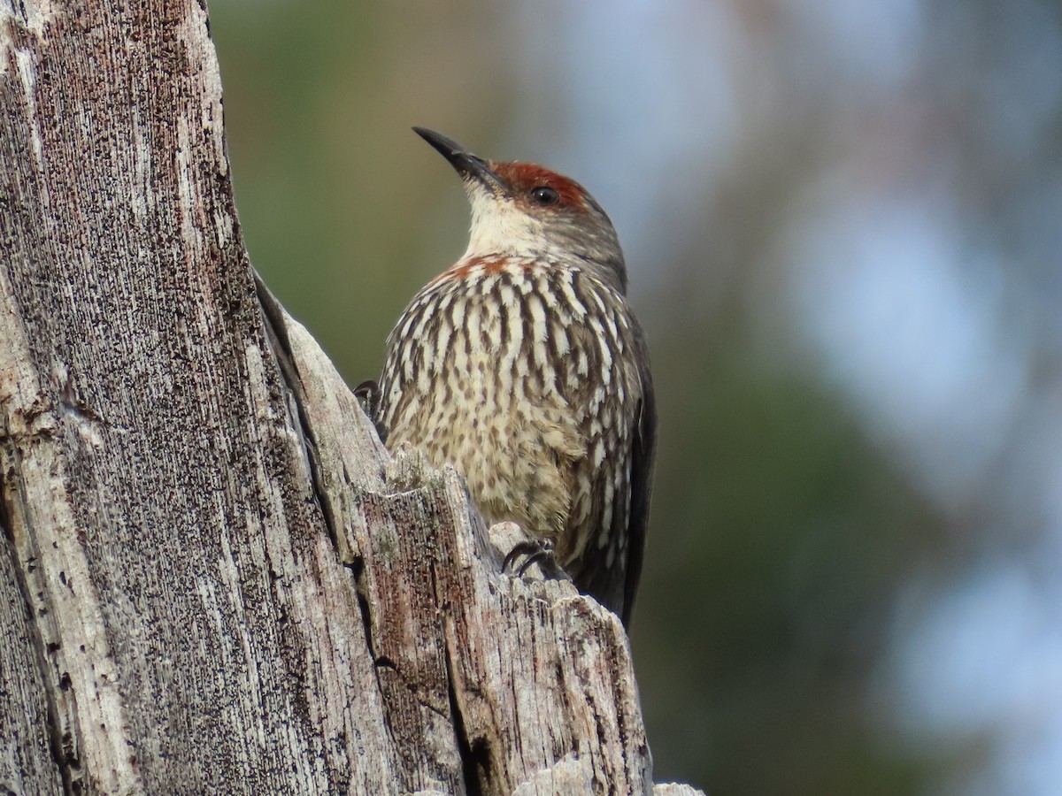 Red-browed Treecreeper - ML645202369