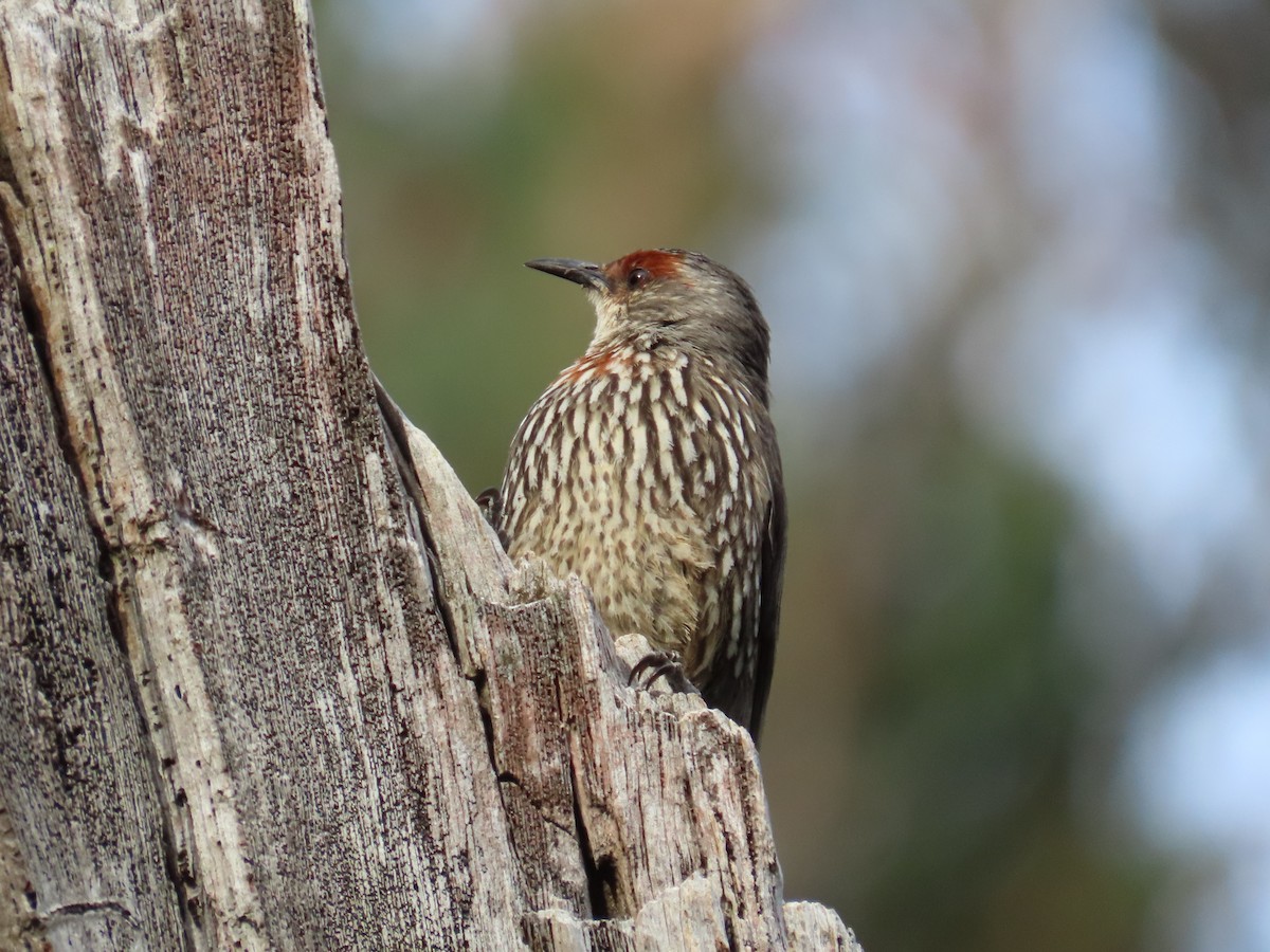 Red-browed Treecreeper - ML645202370
