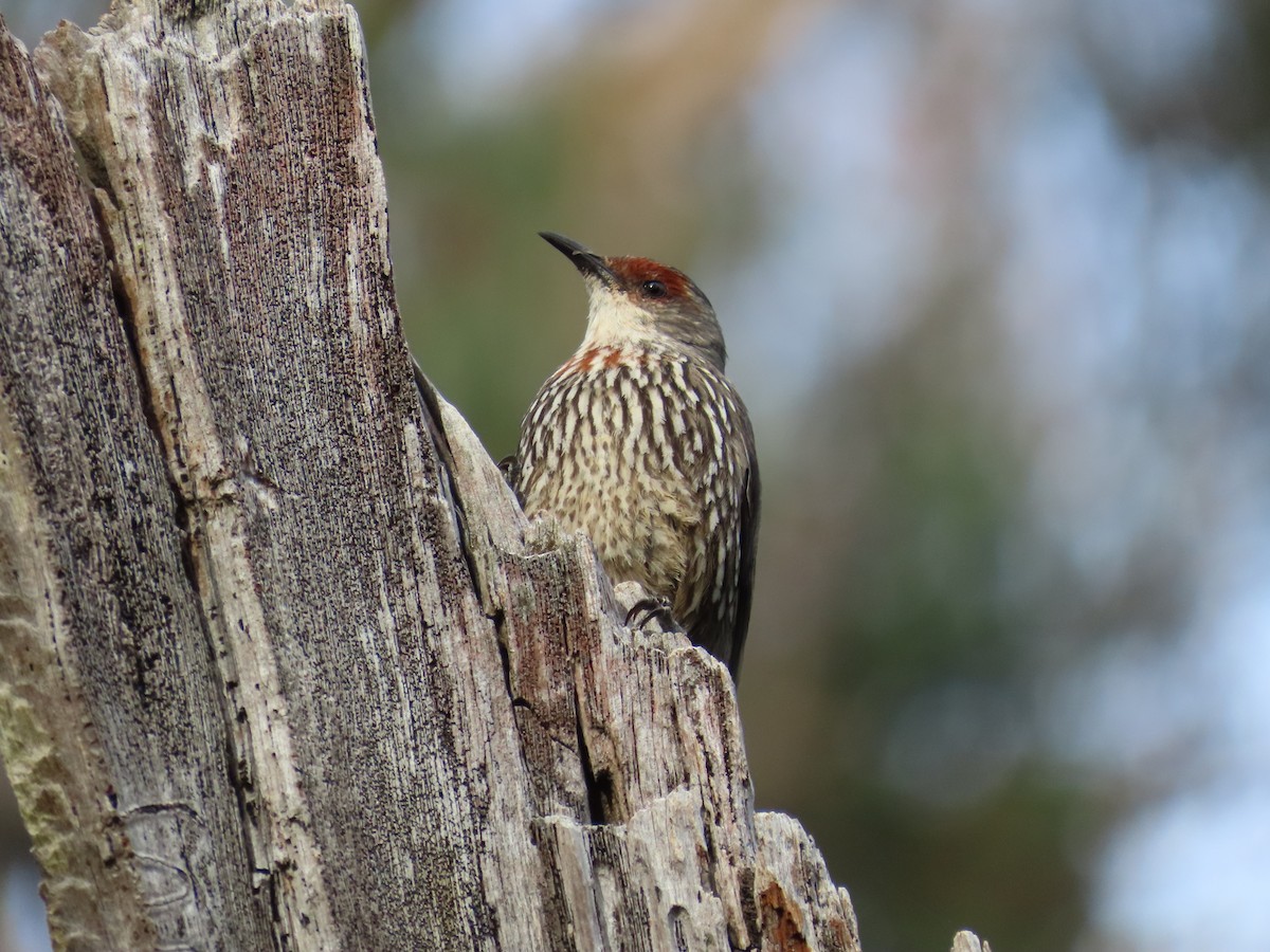 Red-browed Treecreeper - ML645202371