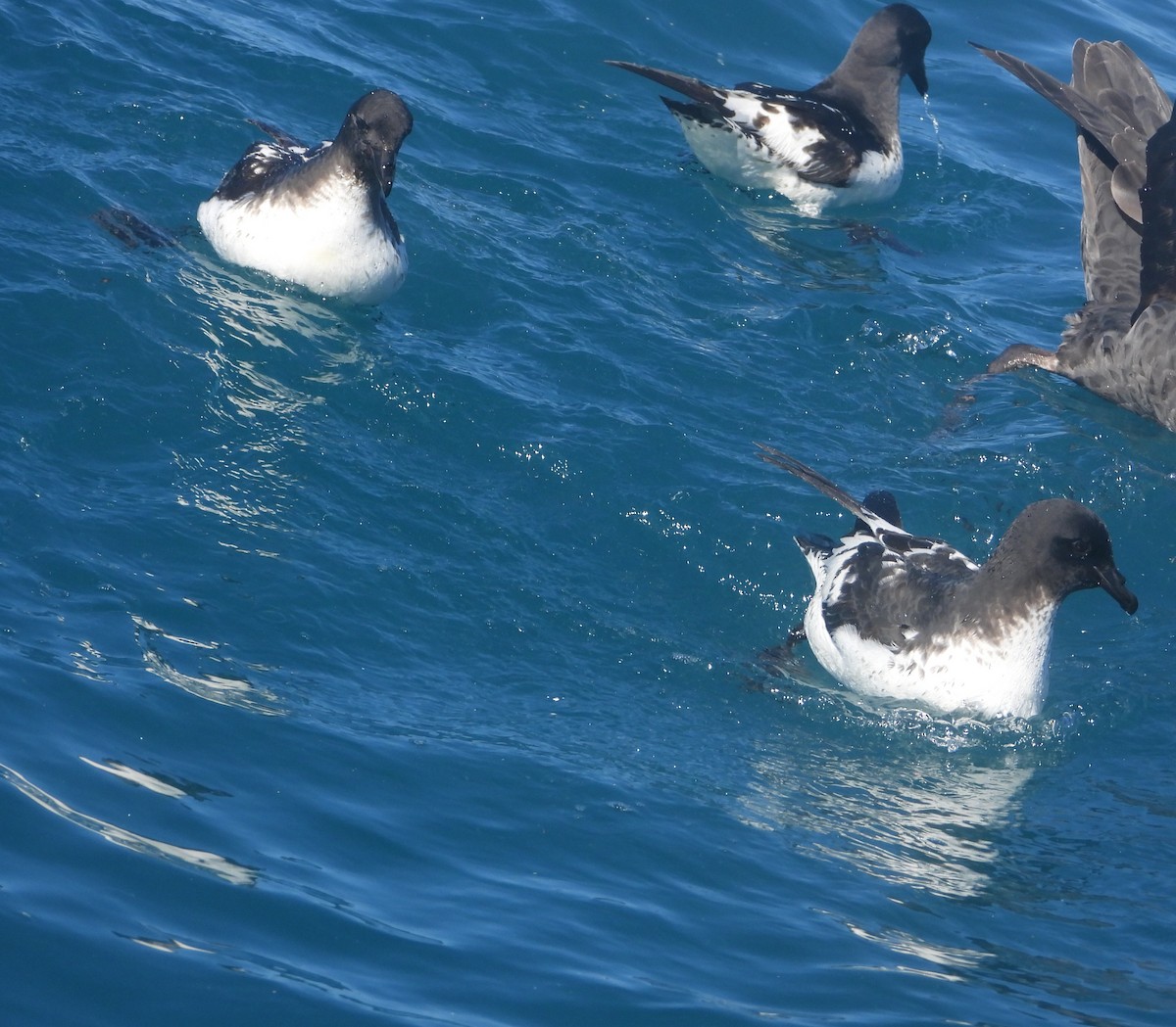 Pintado Petrel - ML645202392