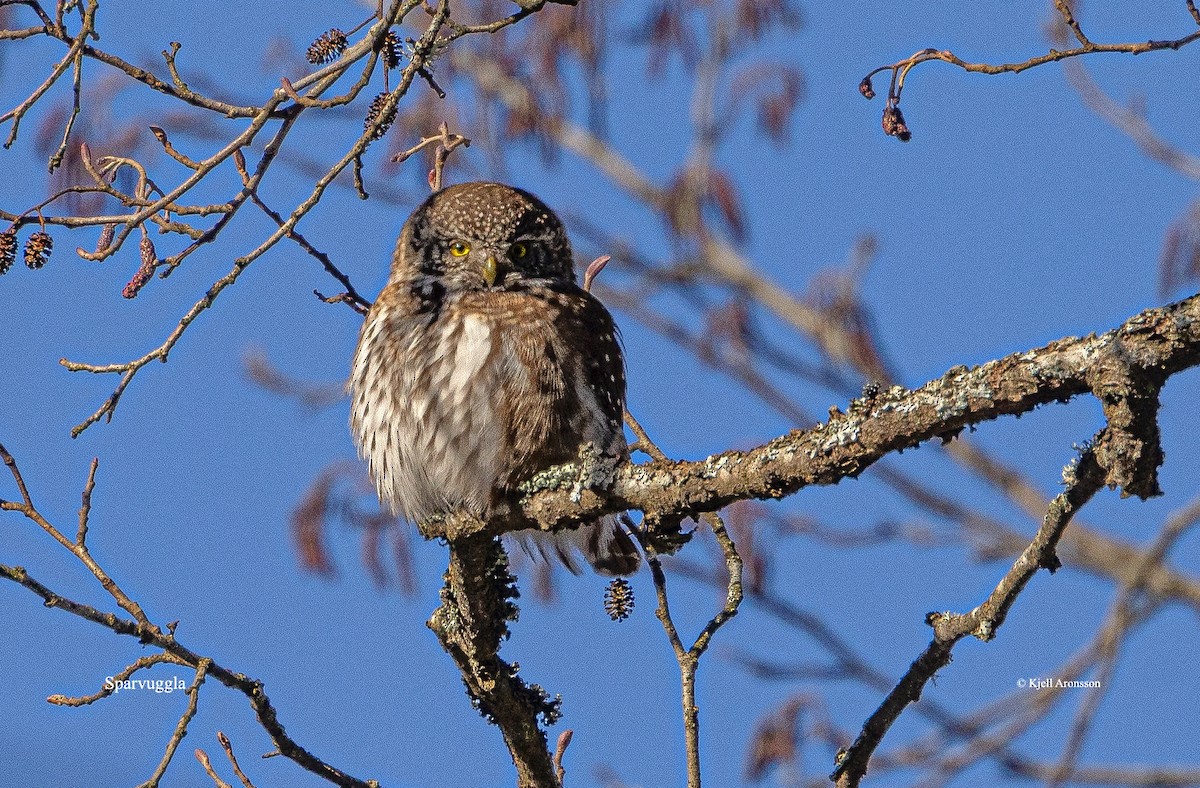 Eurasian Pygmy-Owl - ML645202398