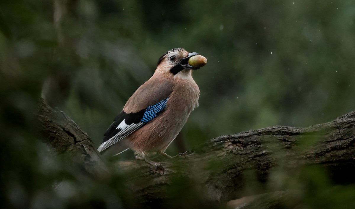 Eurasian Jay - ML645202414