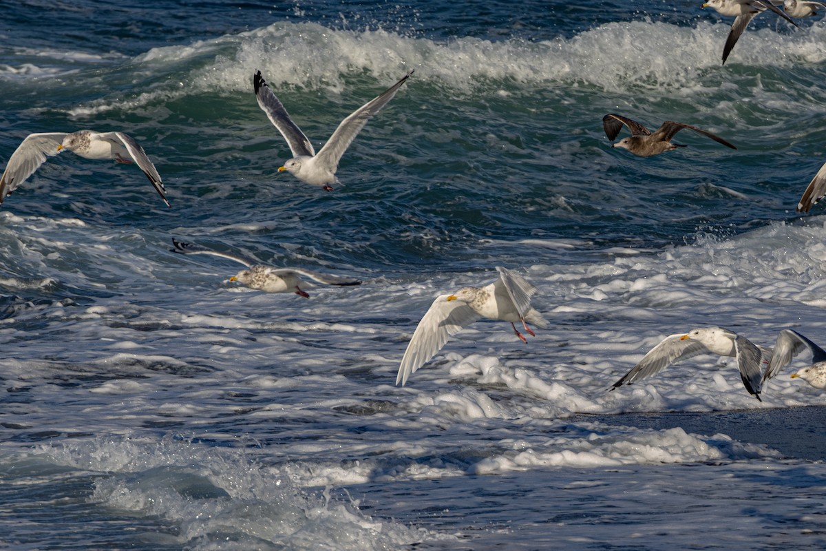 Gavión Hiperbóreo - ML645202430