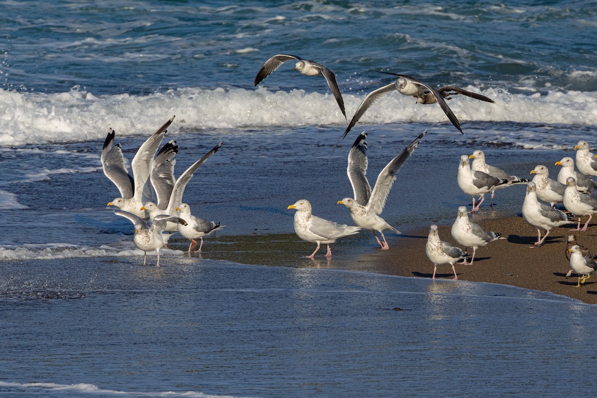Gavión Hiperbóreo - ML645202431