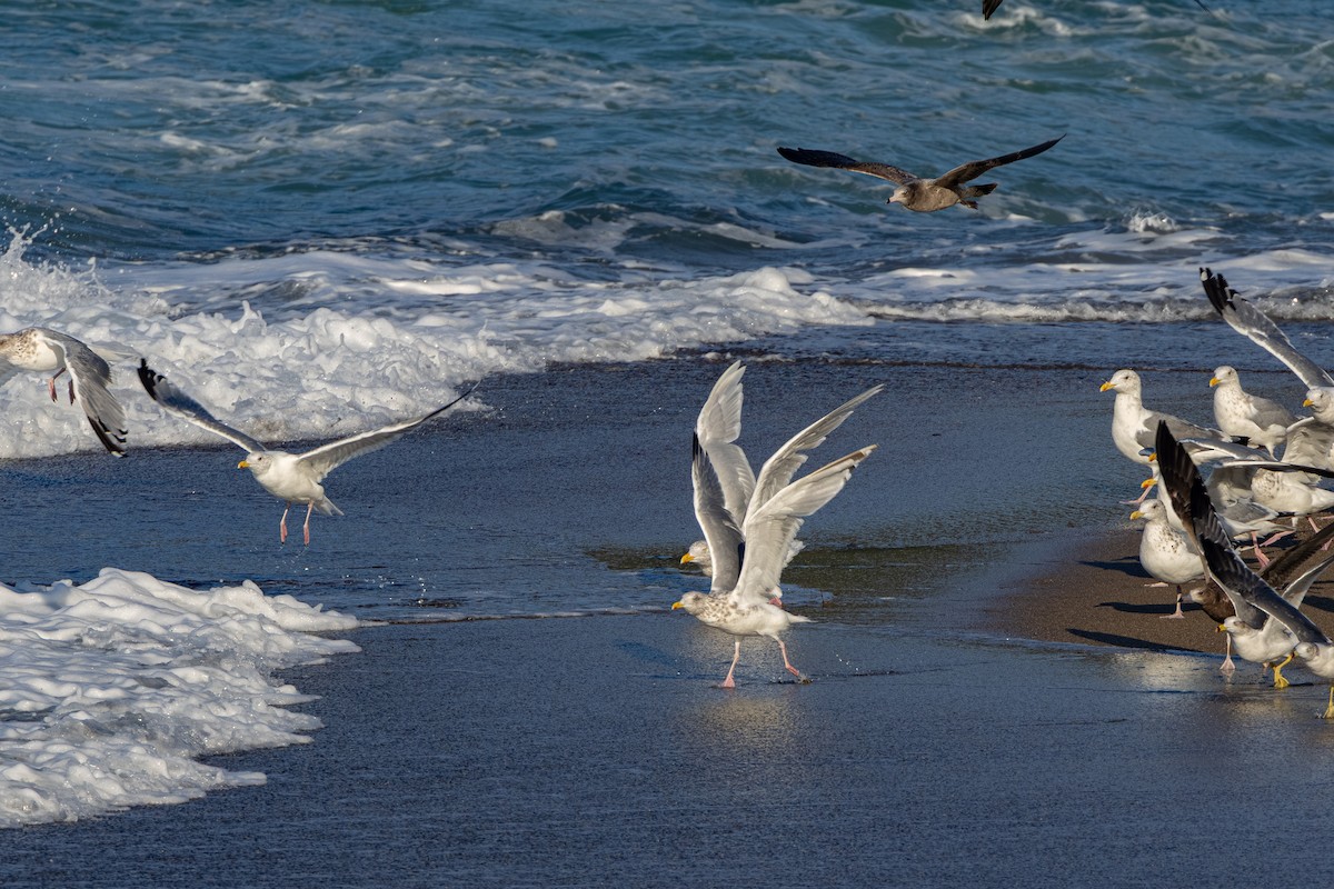Gavión Hiperbóreo - ML645202432