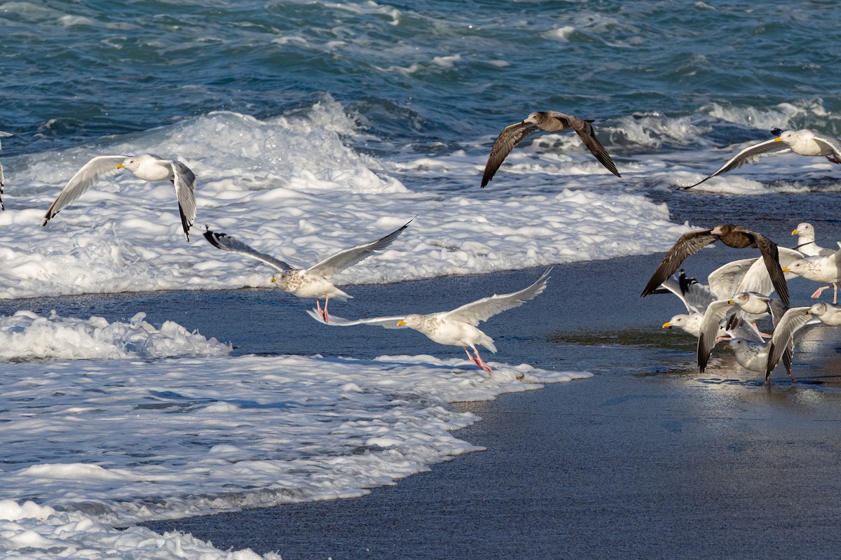 Gavión Hiperbóreo - ML645202433