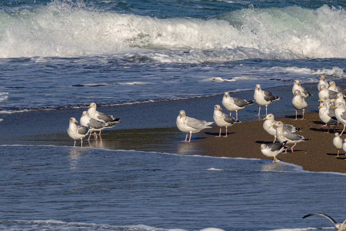 Gavión Hiperbóreo - ML645202434