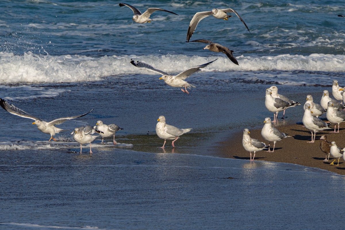 Gavión Hiperbóreo - ML645202435
