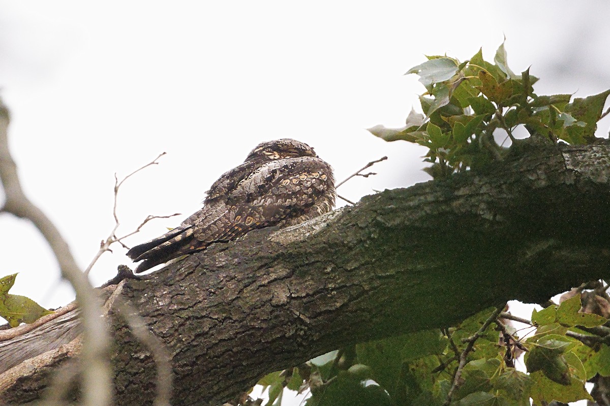 Gray Nightjar - ML645202436