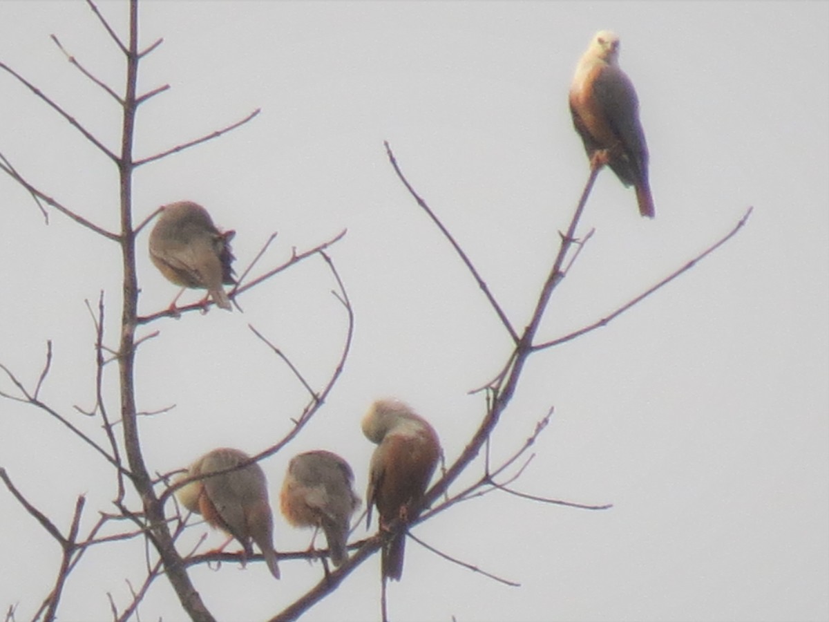 Malabar Starling - ML645202452