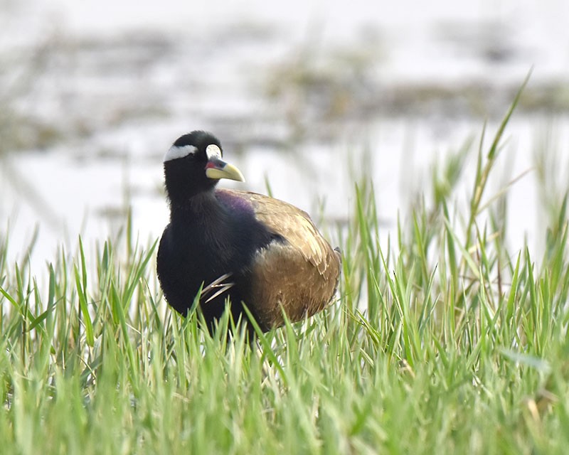 Bronze-winged Jacana - ML645202476