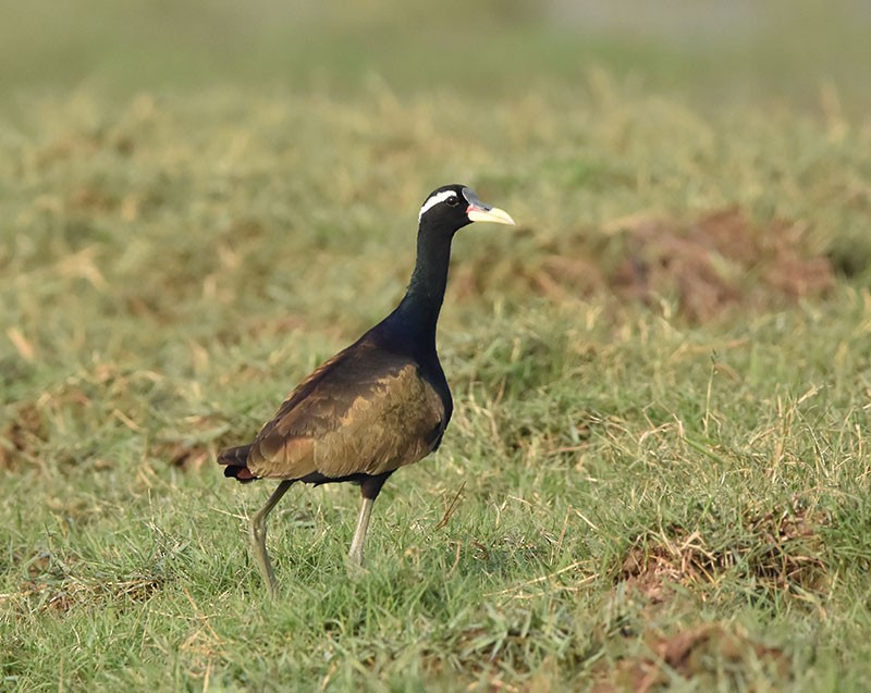 Bronze-winged Jacana - ML645202477