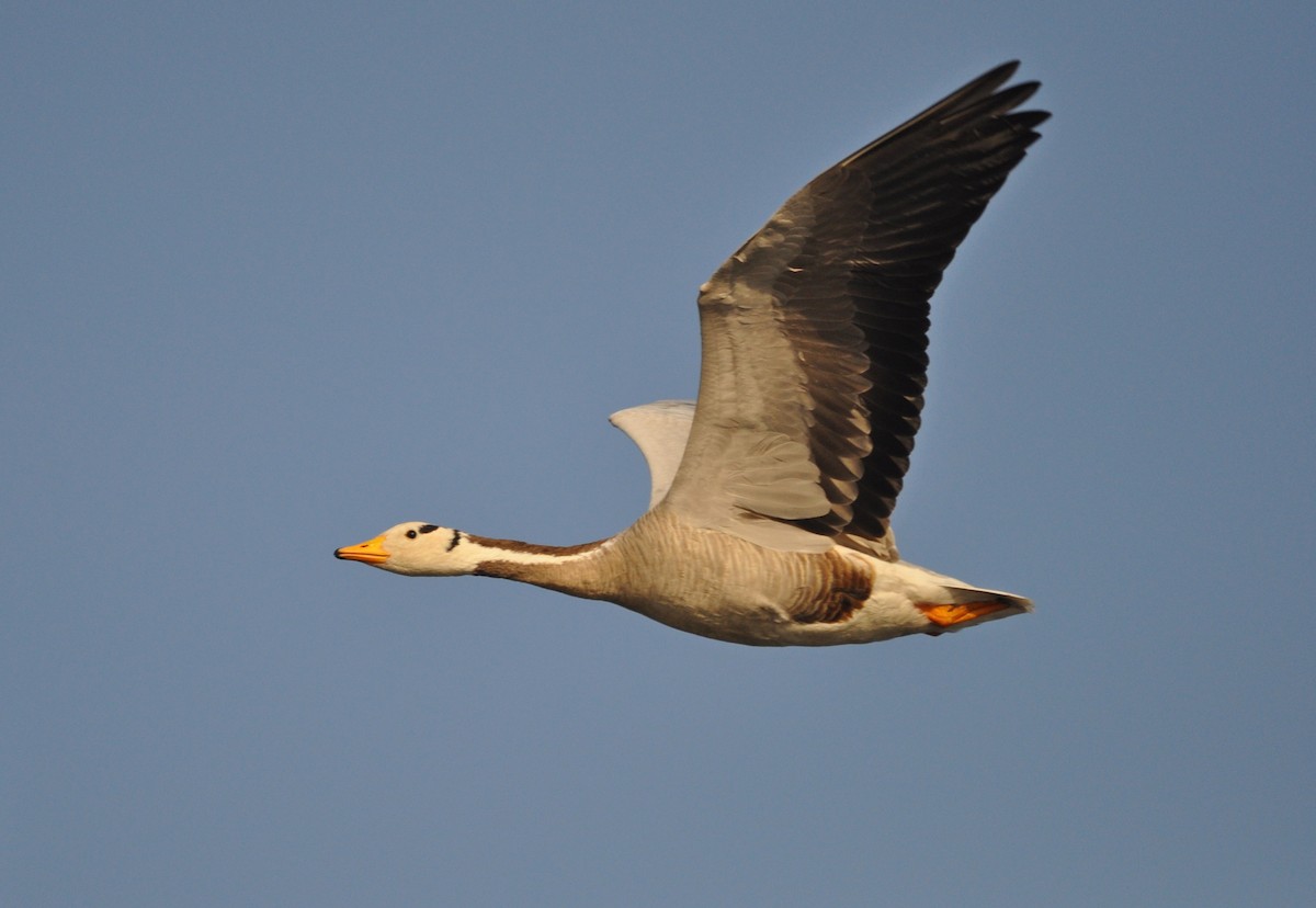 Гуска гірська - ML645202503