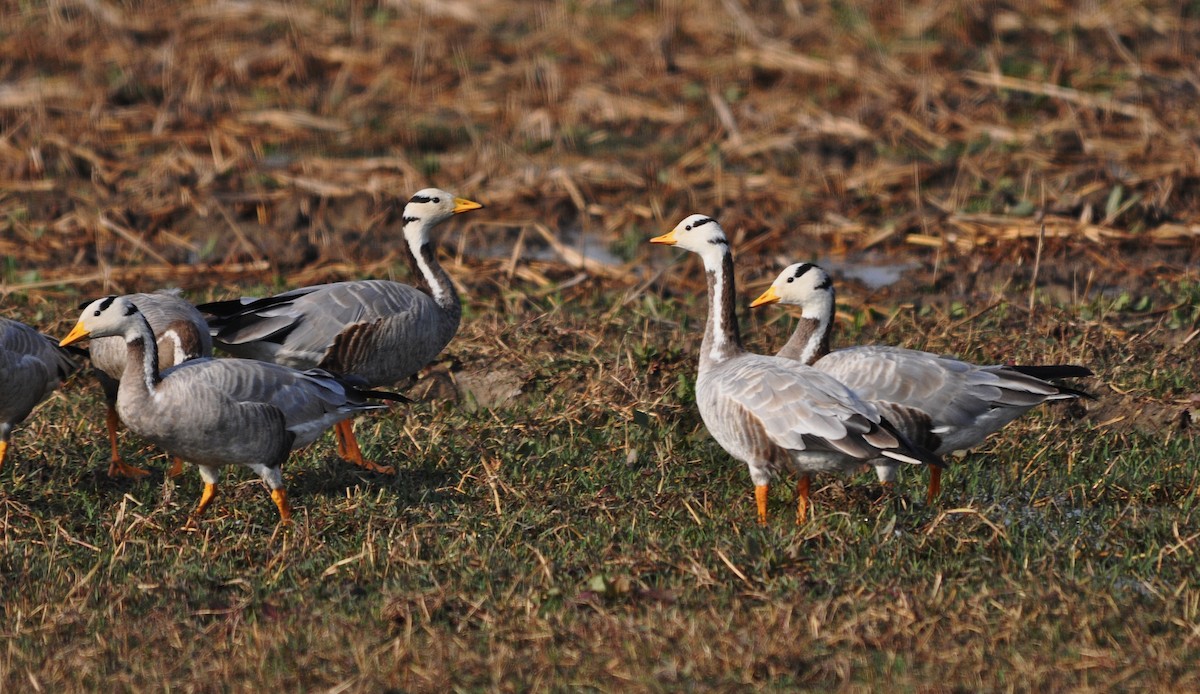 Гуска гірська - ML645202505