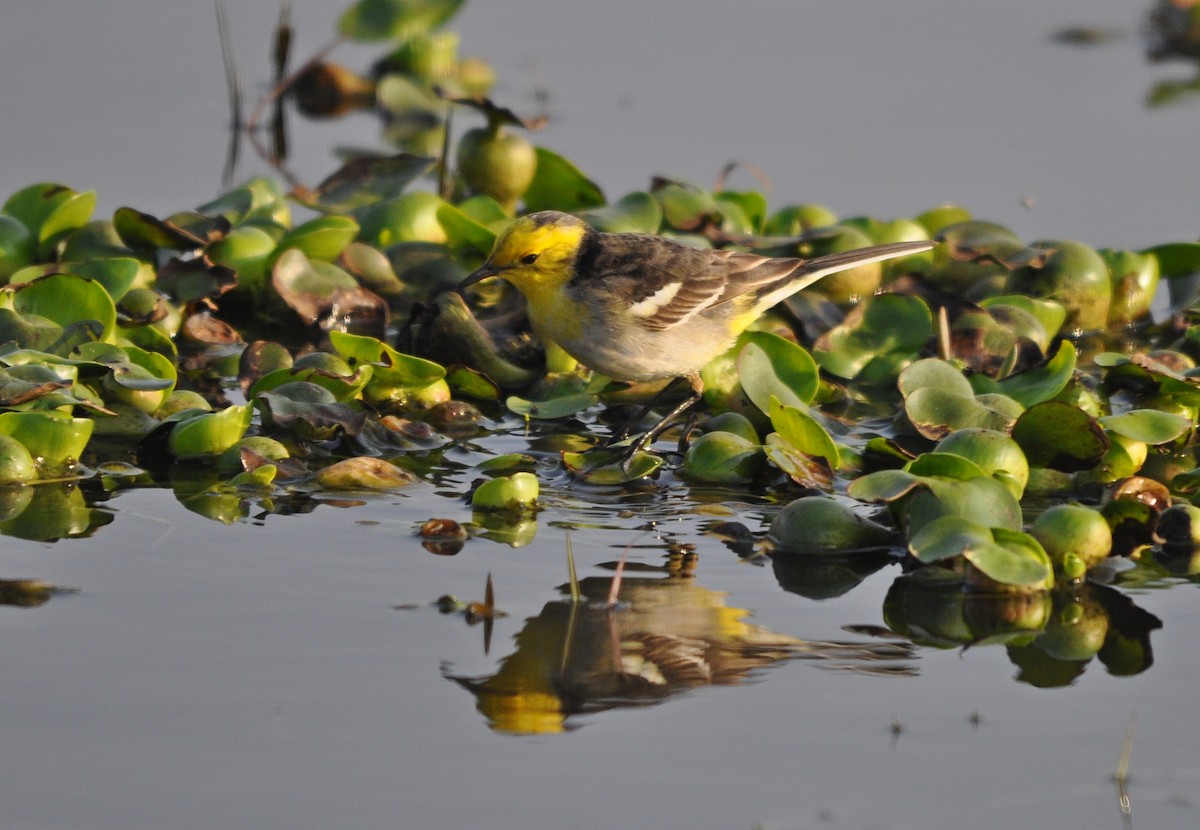 נחליאלי לימוני - ML645202517