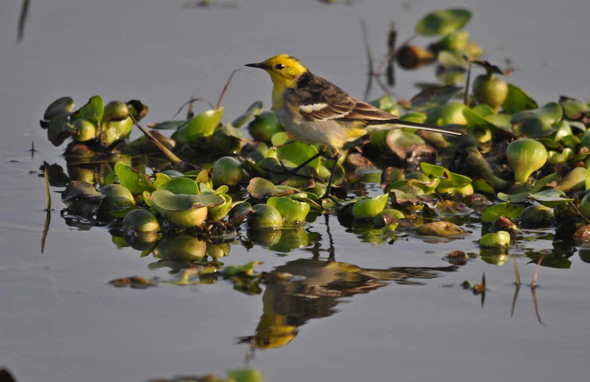 נחליאלי לימוני - ML645202518
