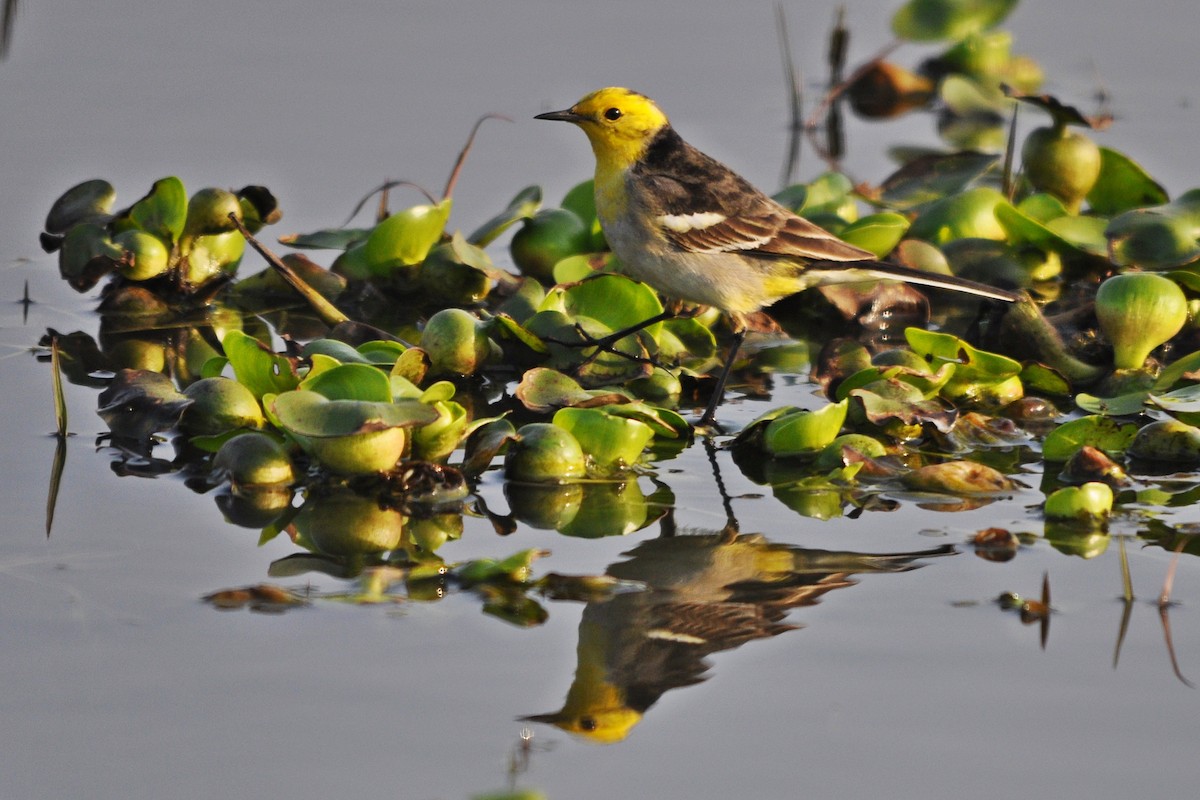 נחליאלי לימוני - ML645202519