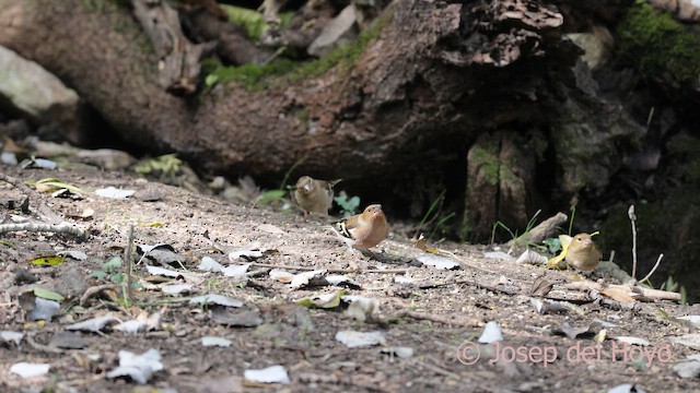 Зяблик звичайний - ML645202529