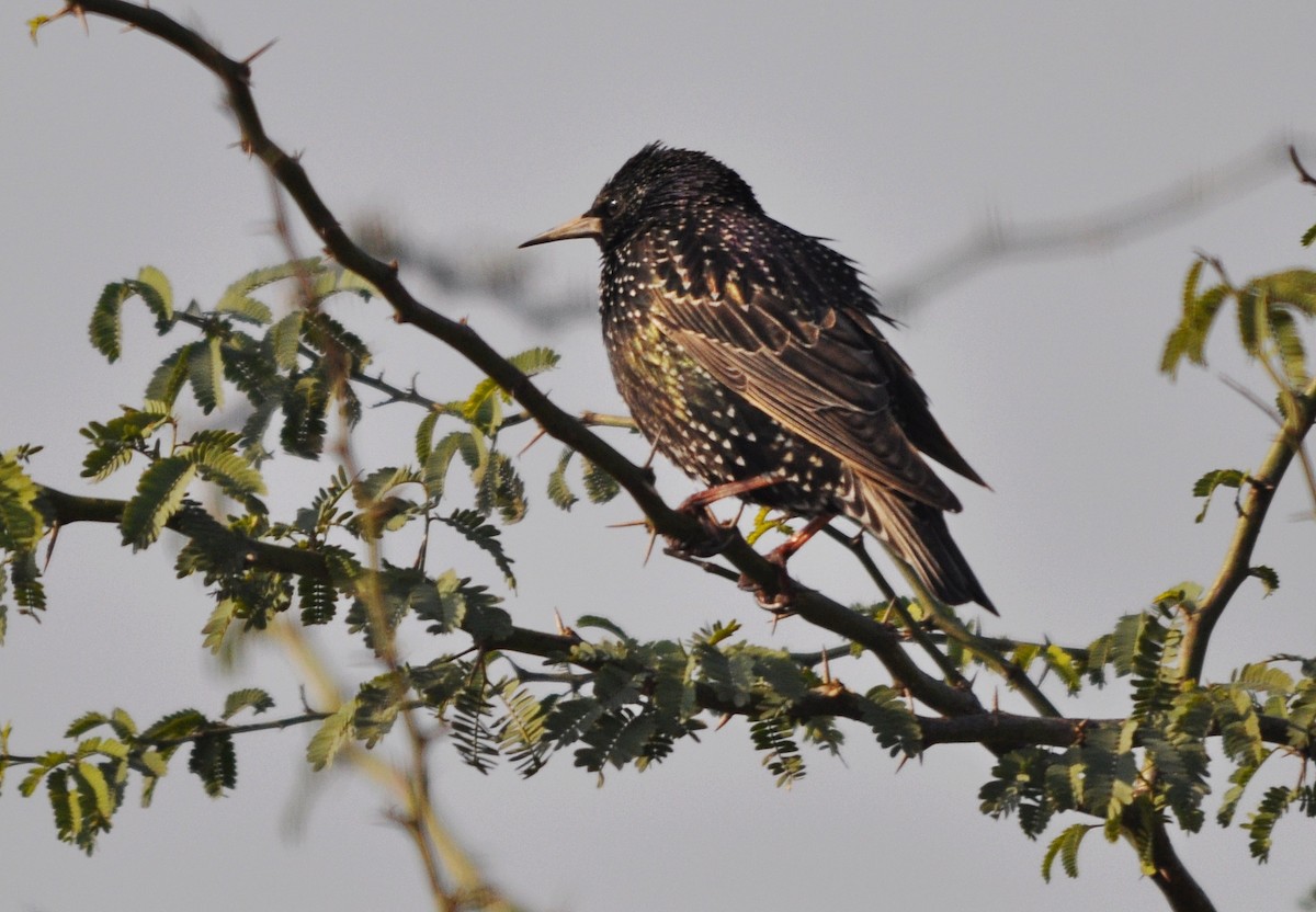 Storno - ML645202531