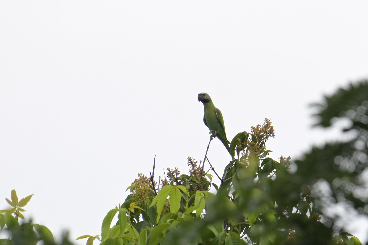 Red-breasted Parakeet - ML645202536