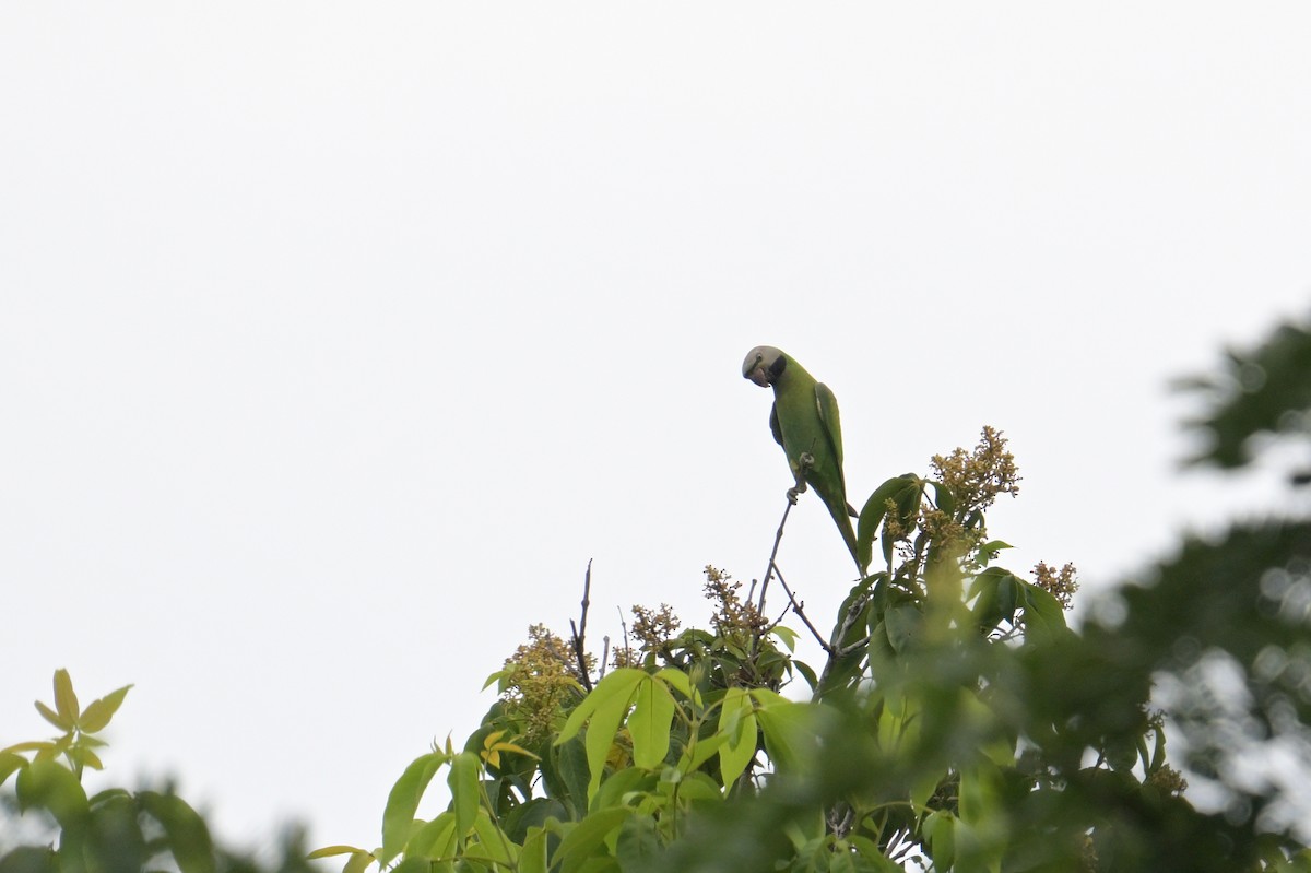 Red-breasted Parakeet - ML645202540