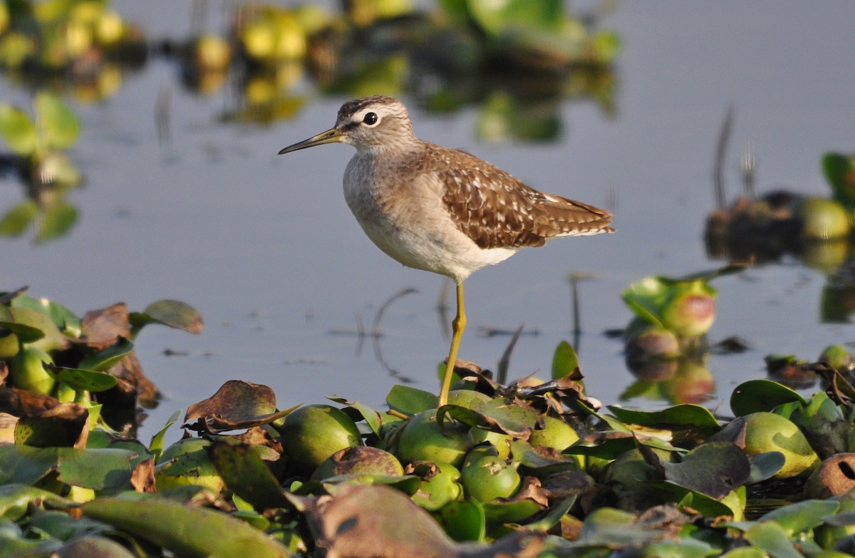 vodouš bahenní - ML645202550