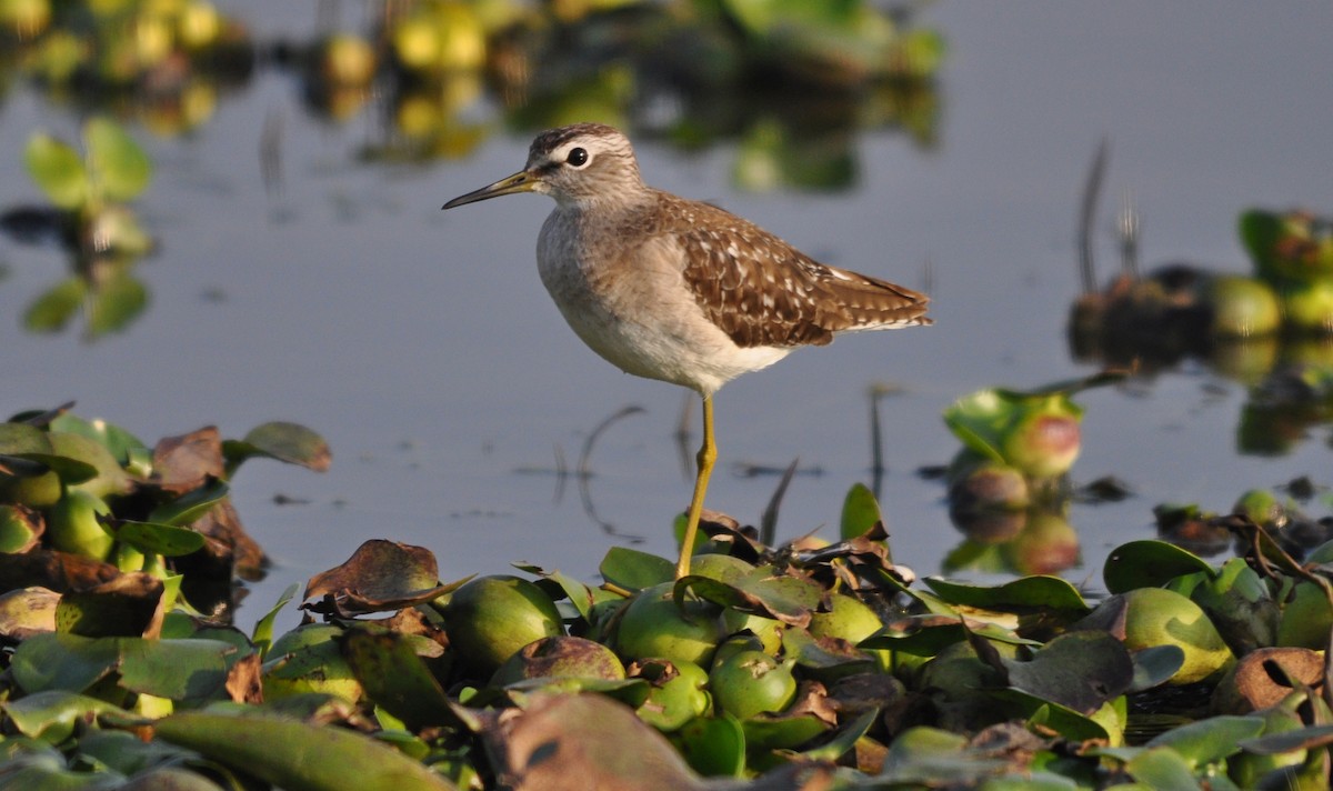 vodouš bahenní - ML645202551