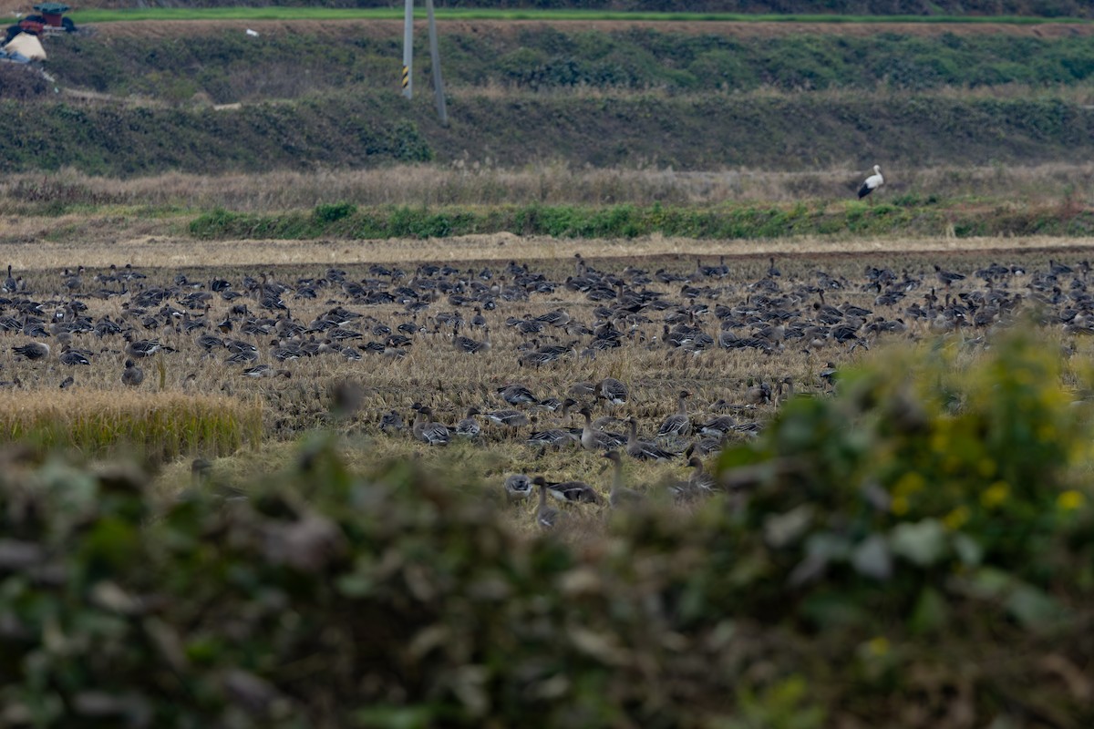 čáp východní - ML645202554