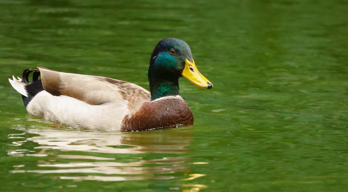 Mallard - ML645202558