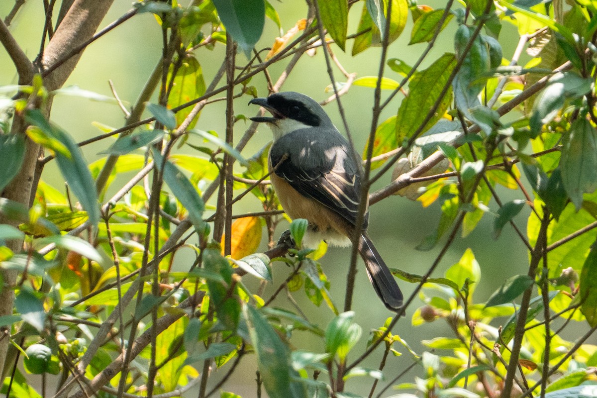 Tibetwürger - ML645202560