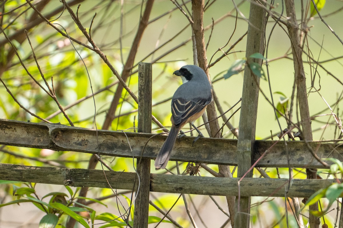 Tibetwürger - ML645202561