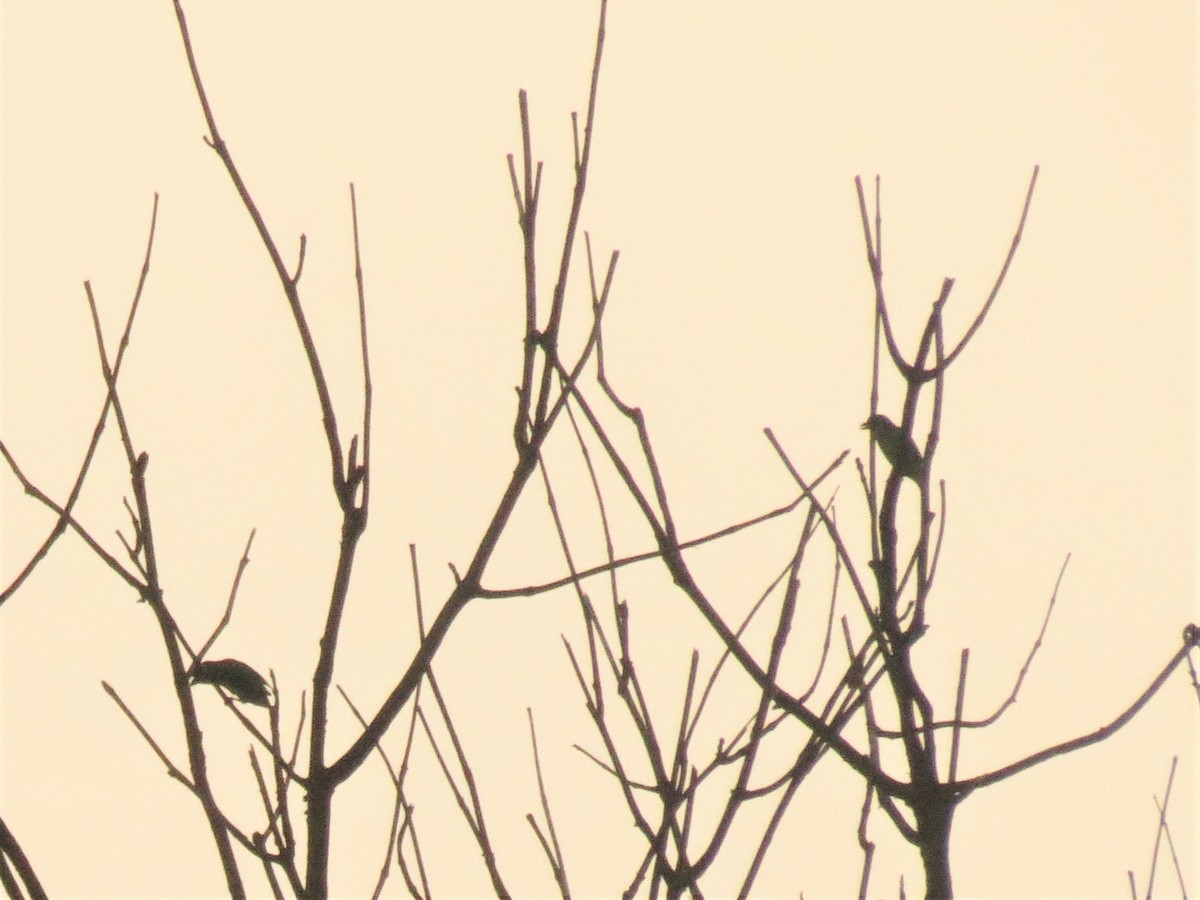 Malabar Barbet - ML645202562