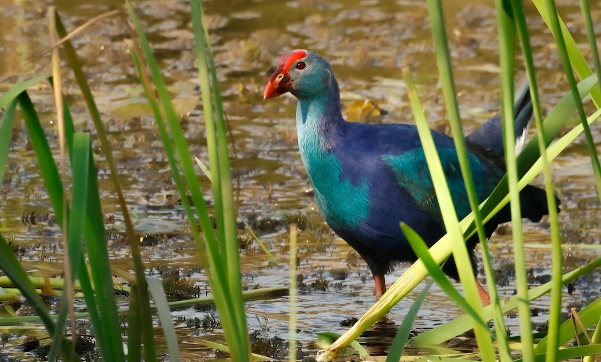Gray-headed Swamphen - ML645202571