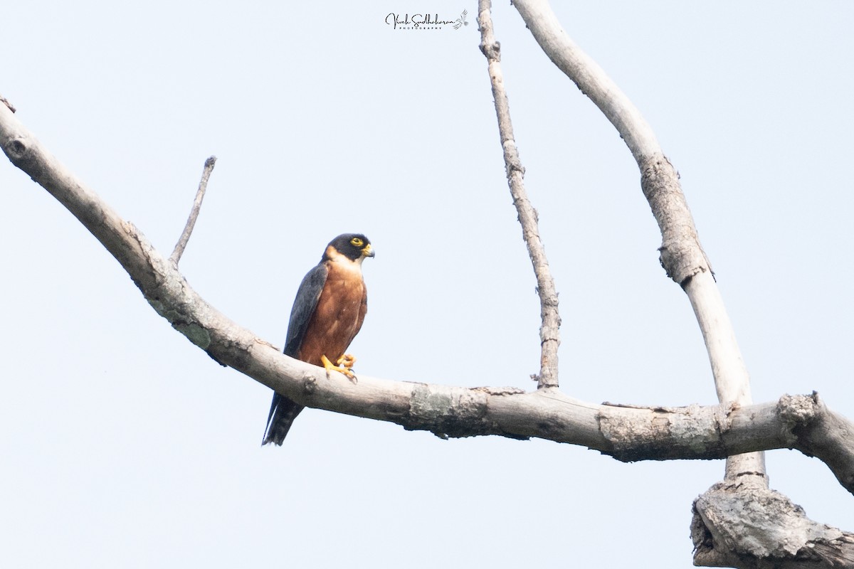 Oriental Hobby - ML645202573