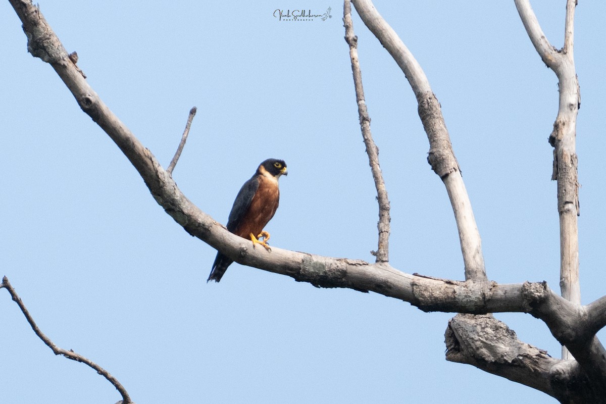 Oriental Hobby - ML645202574