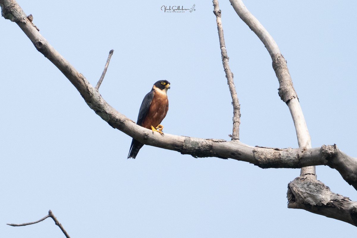 Oriental Hobby - ML645202575