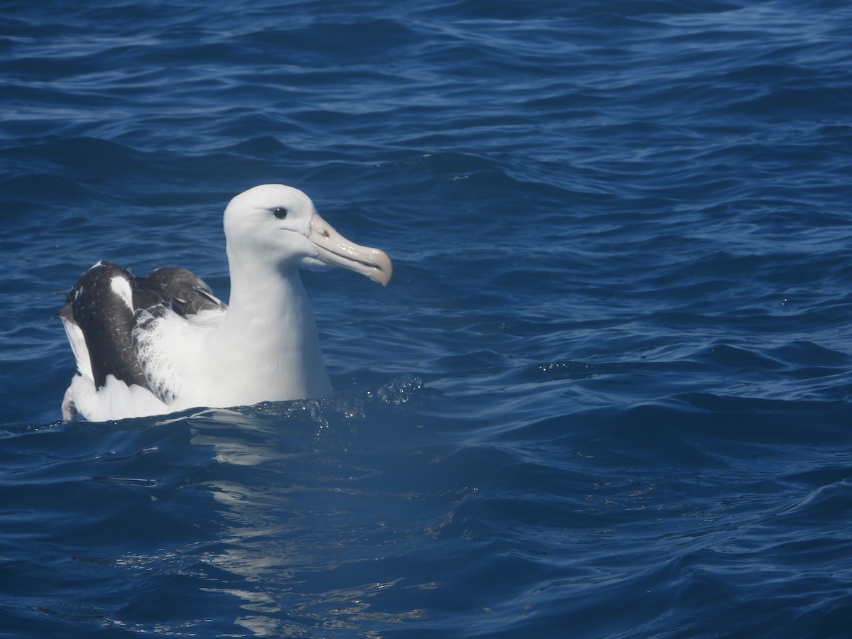 Northern Royal Albatross - ML645202576