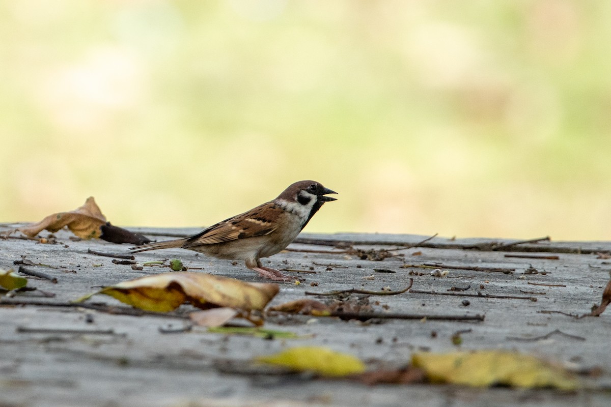 Горобець польовий - ML645202577