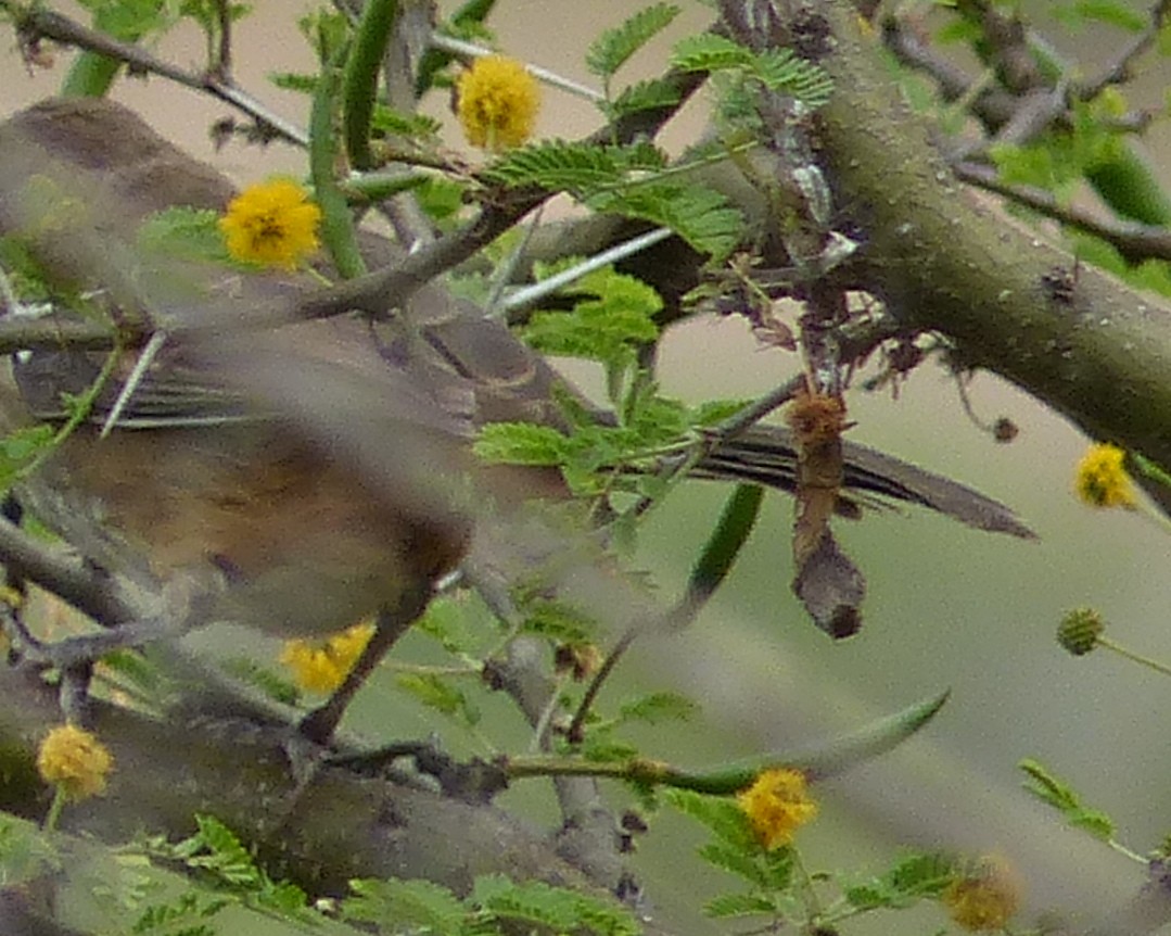 Тауї білогорлий - ML645202579