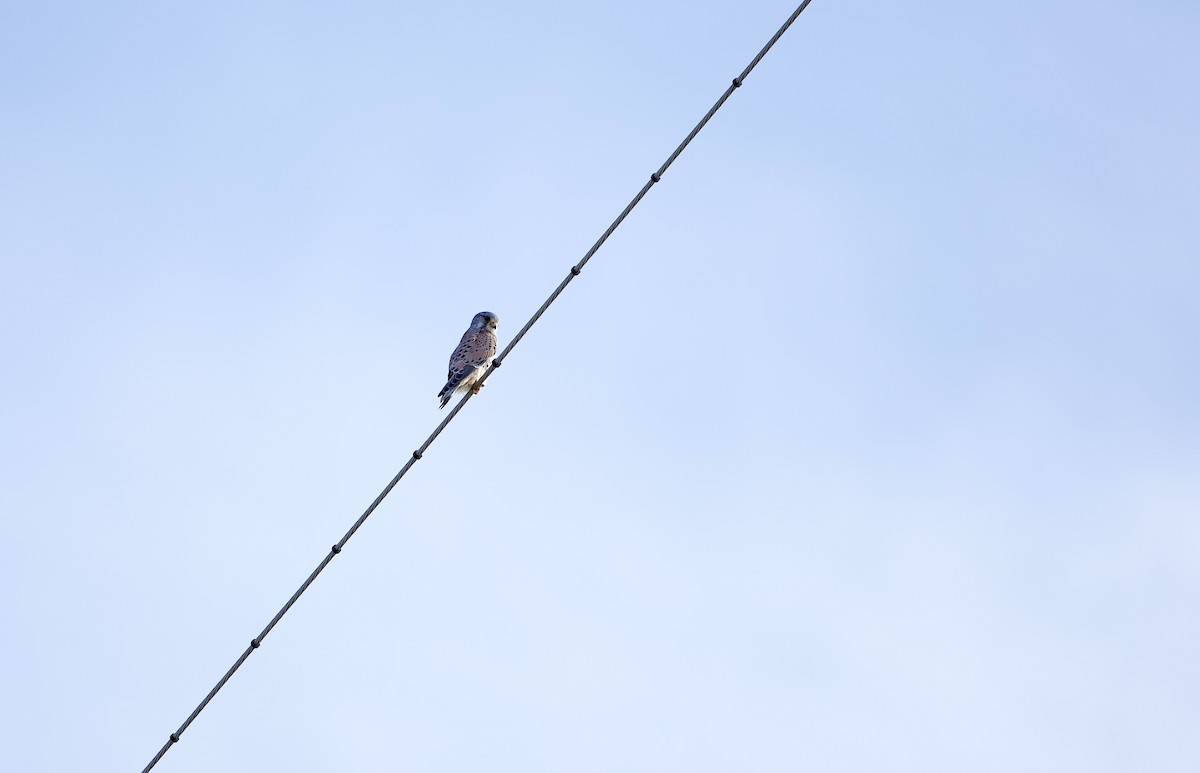 チョウゲンボウ - ML645202580