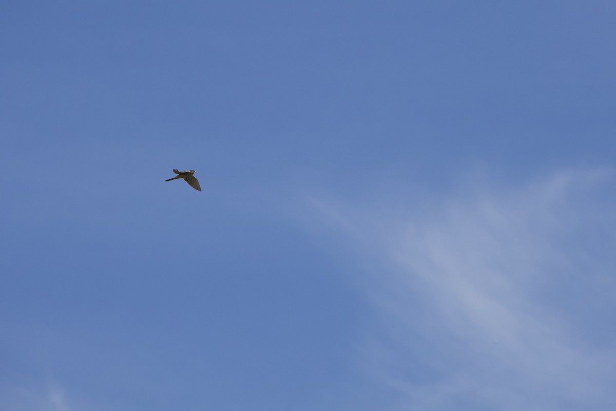 チョウゲンボウ - ML645202581