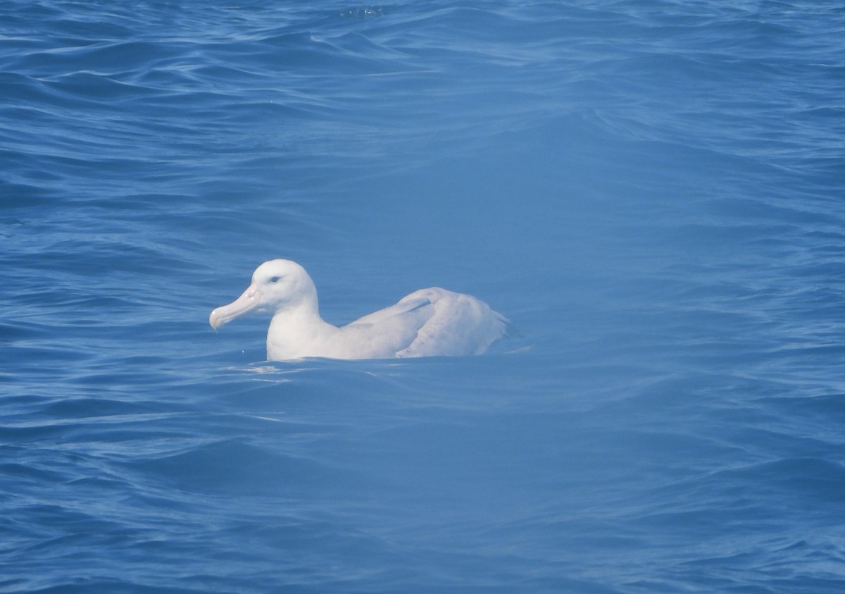 Snowy Albatross - ML645202583