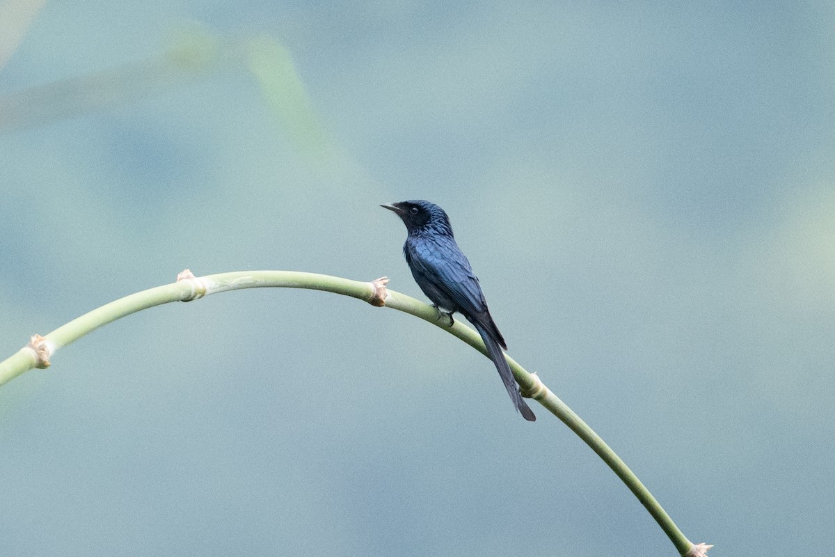 ヒメオウチュウ - ML645202586