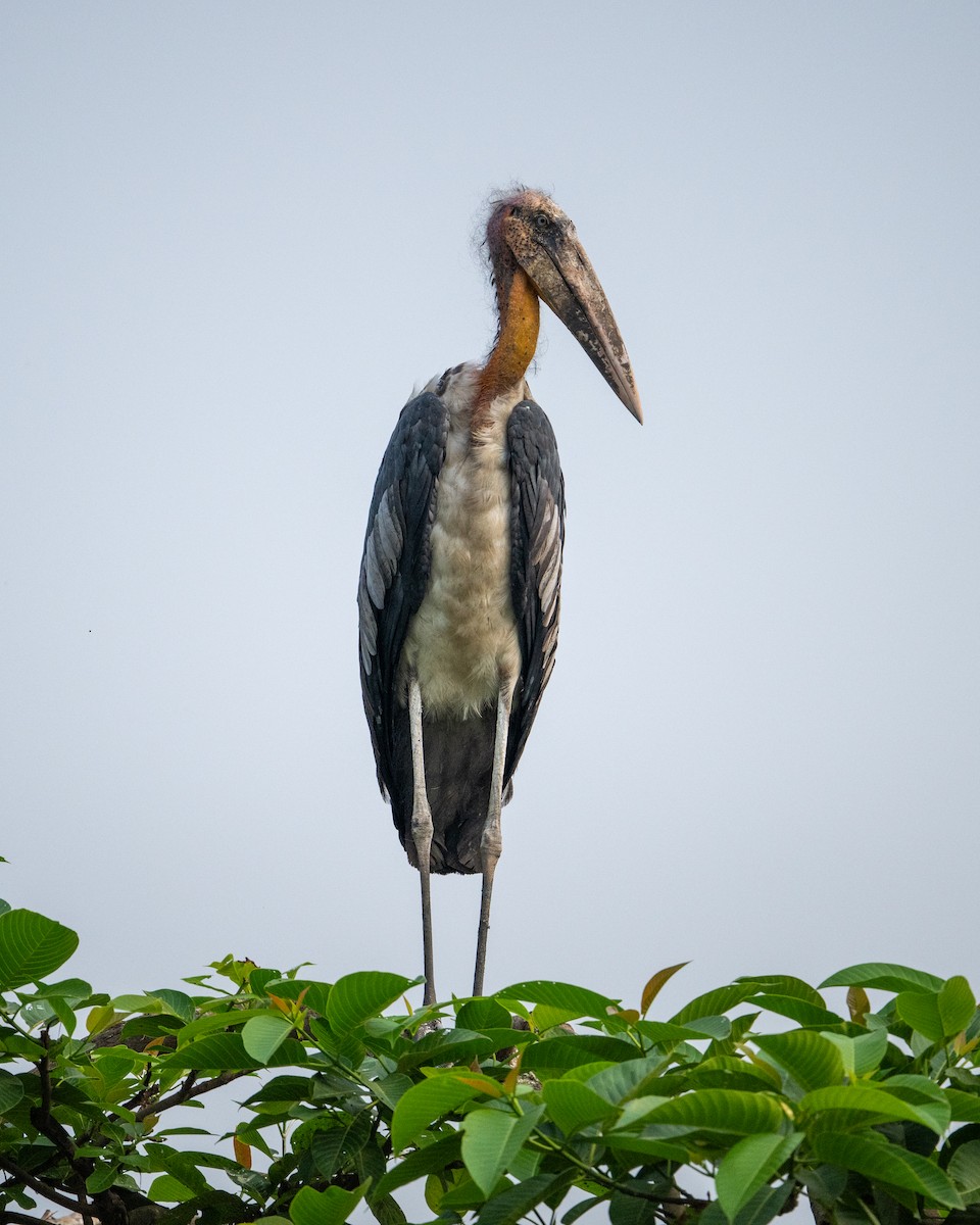 オオハゲコウ - ML645202592