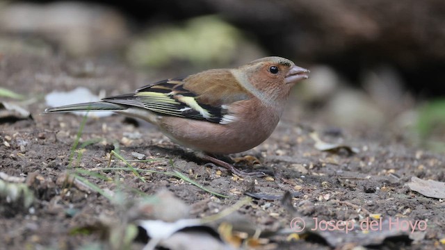 ズアオアトリ - ML645202593