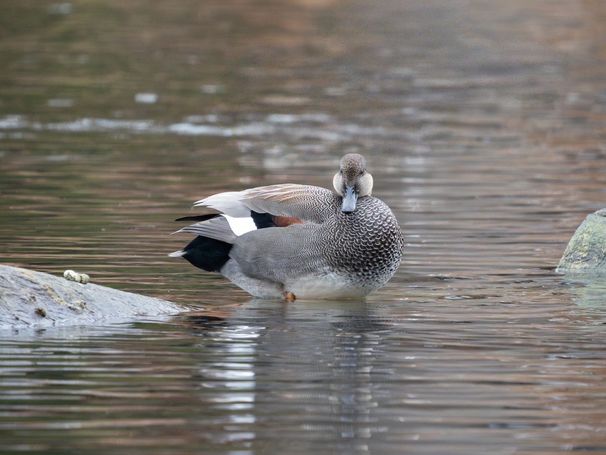 オカヨシガモ - ML645202595