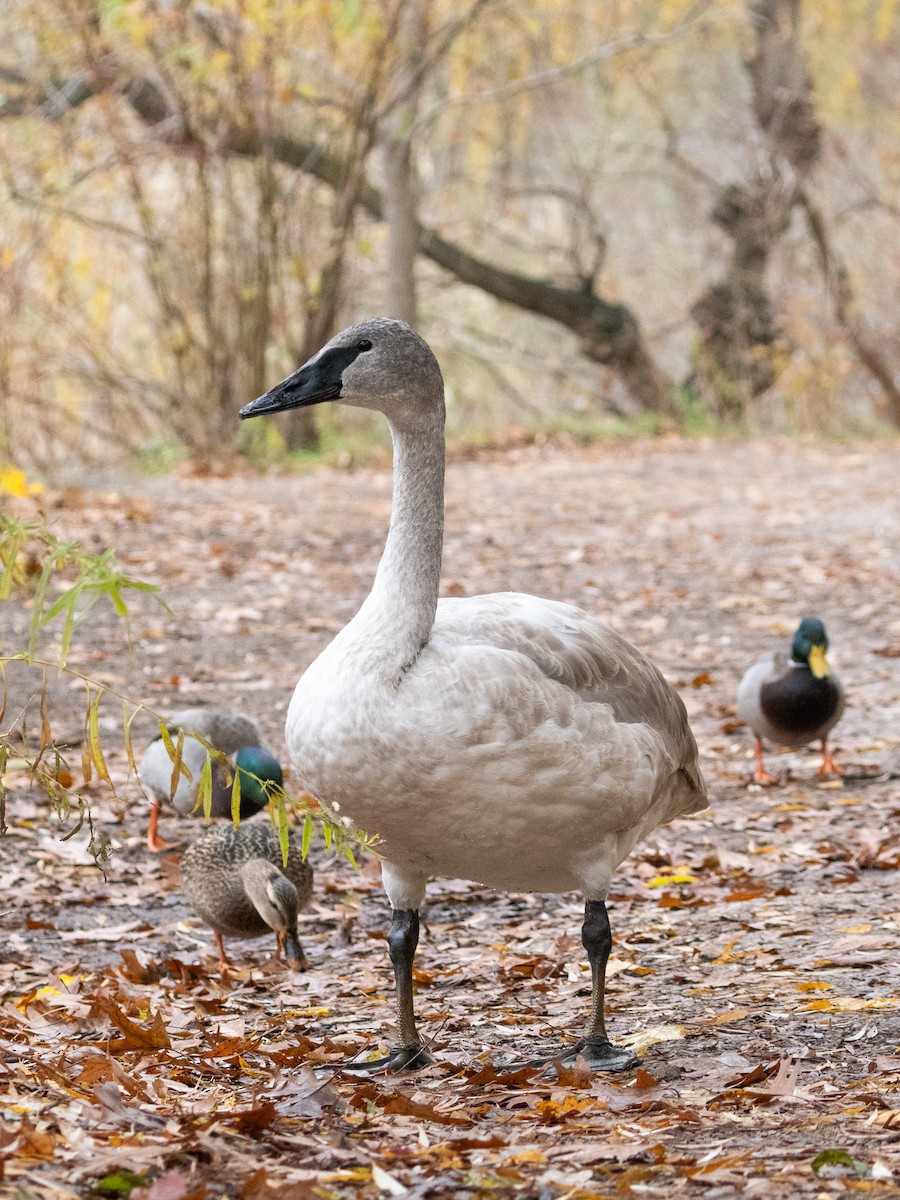 ナキハクチョウ - ML645202597